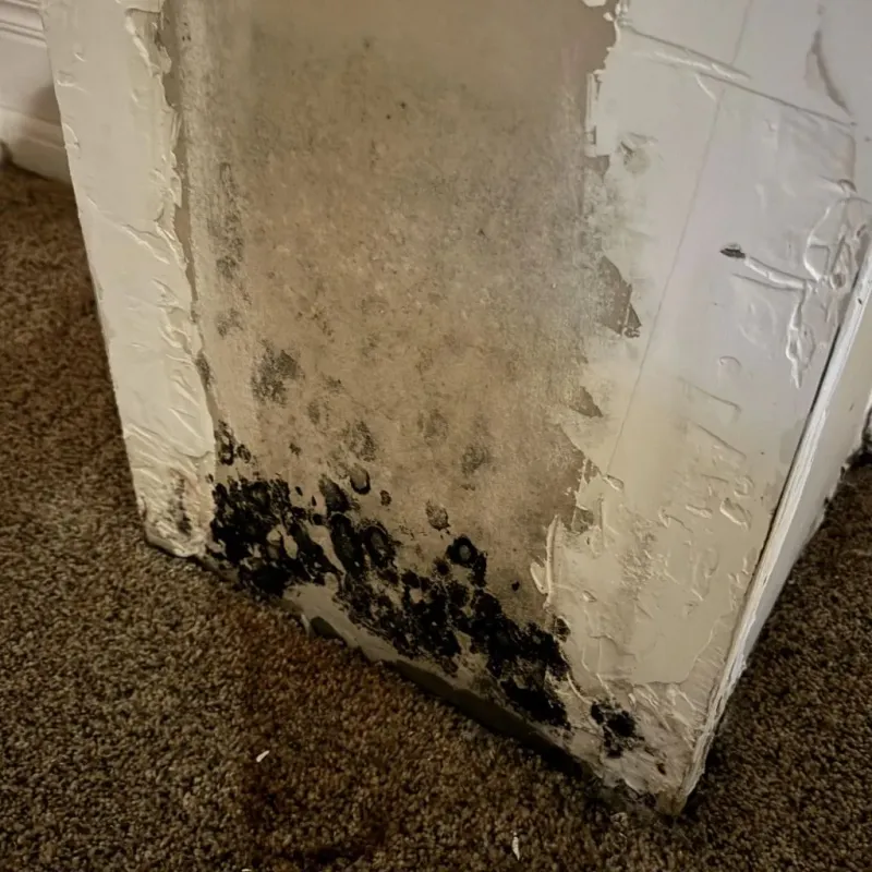 Professional Mold Removal in Menomonie, WI